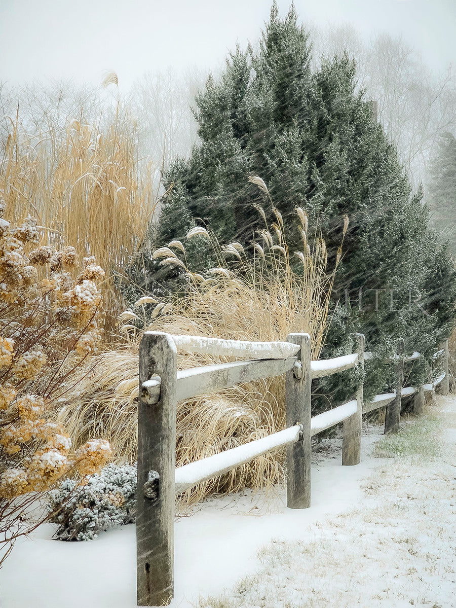 Elegant Snow Day
