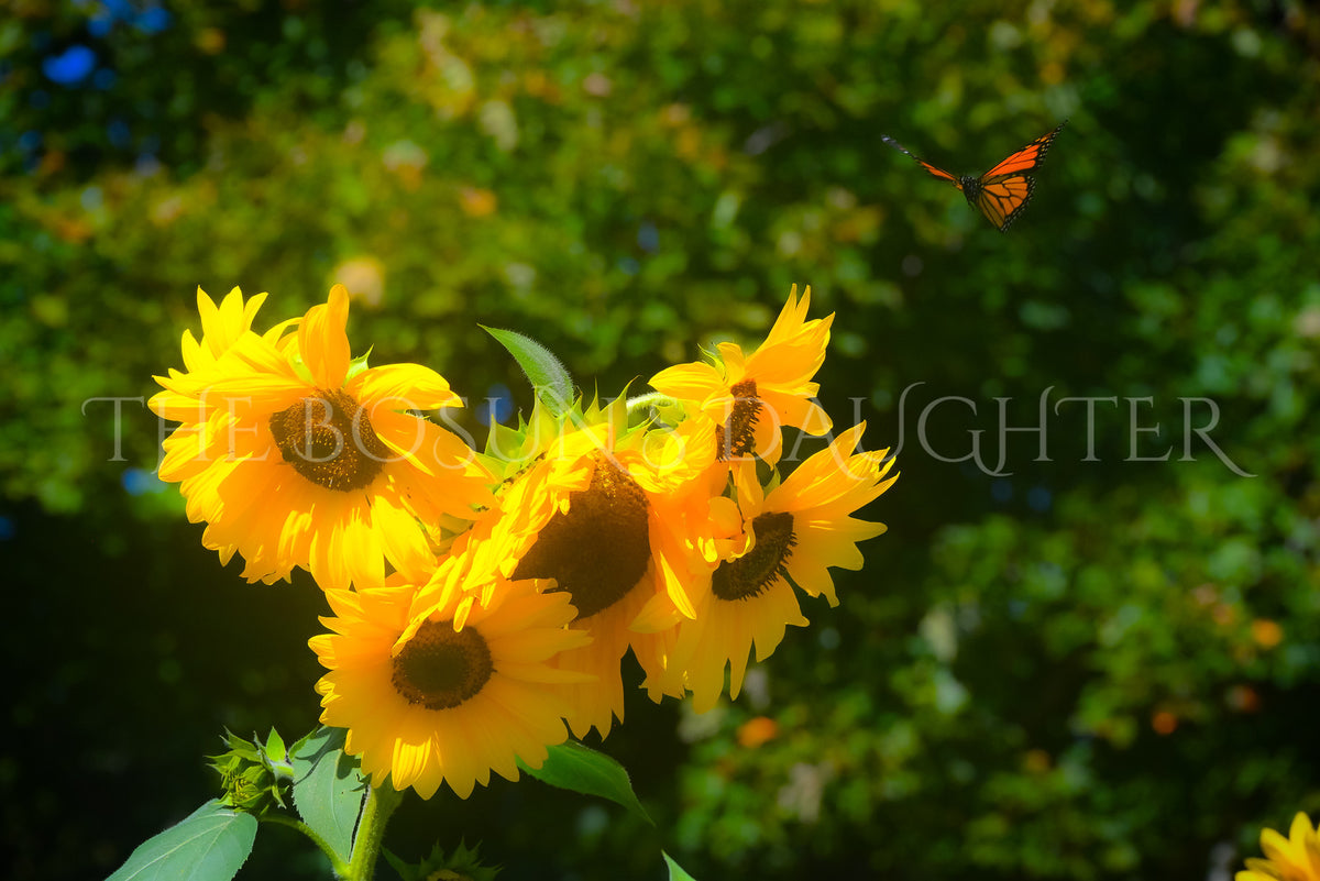 Girasole