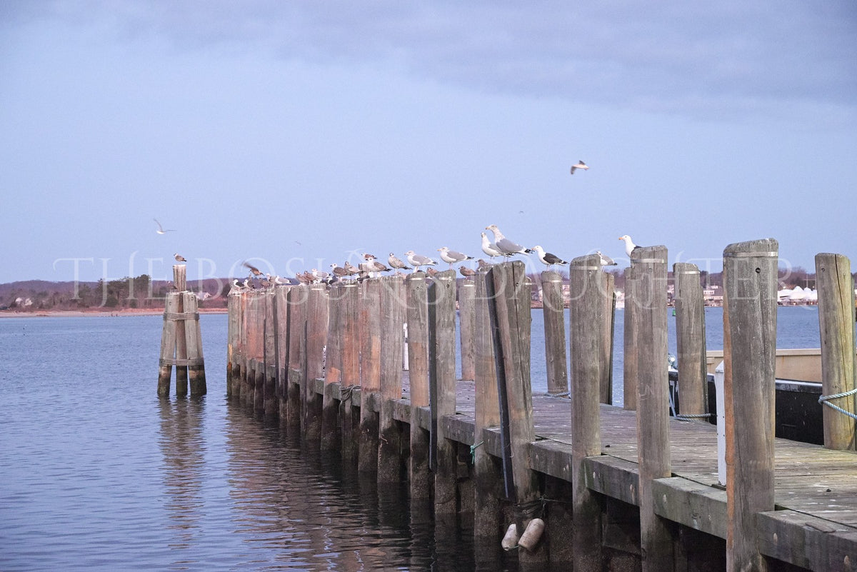 A Study in Seagulls
