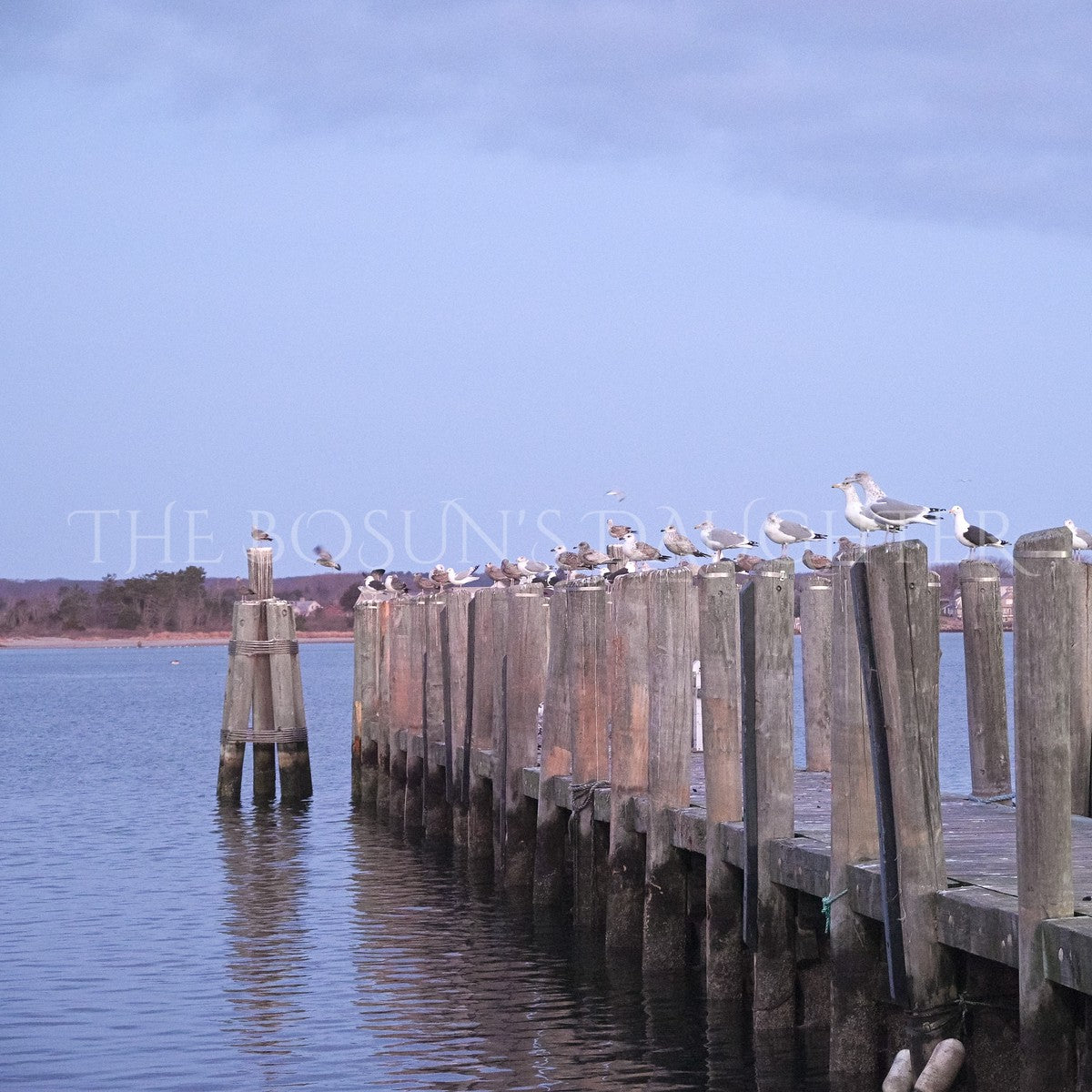 A Study in Seagulls