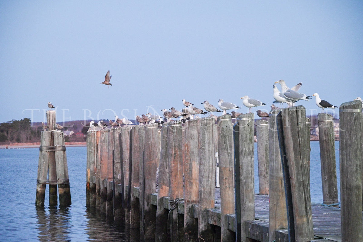 A Study in Seagulls