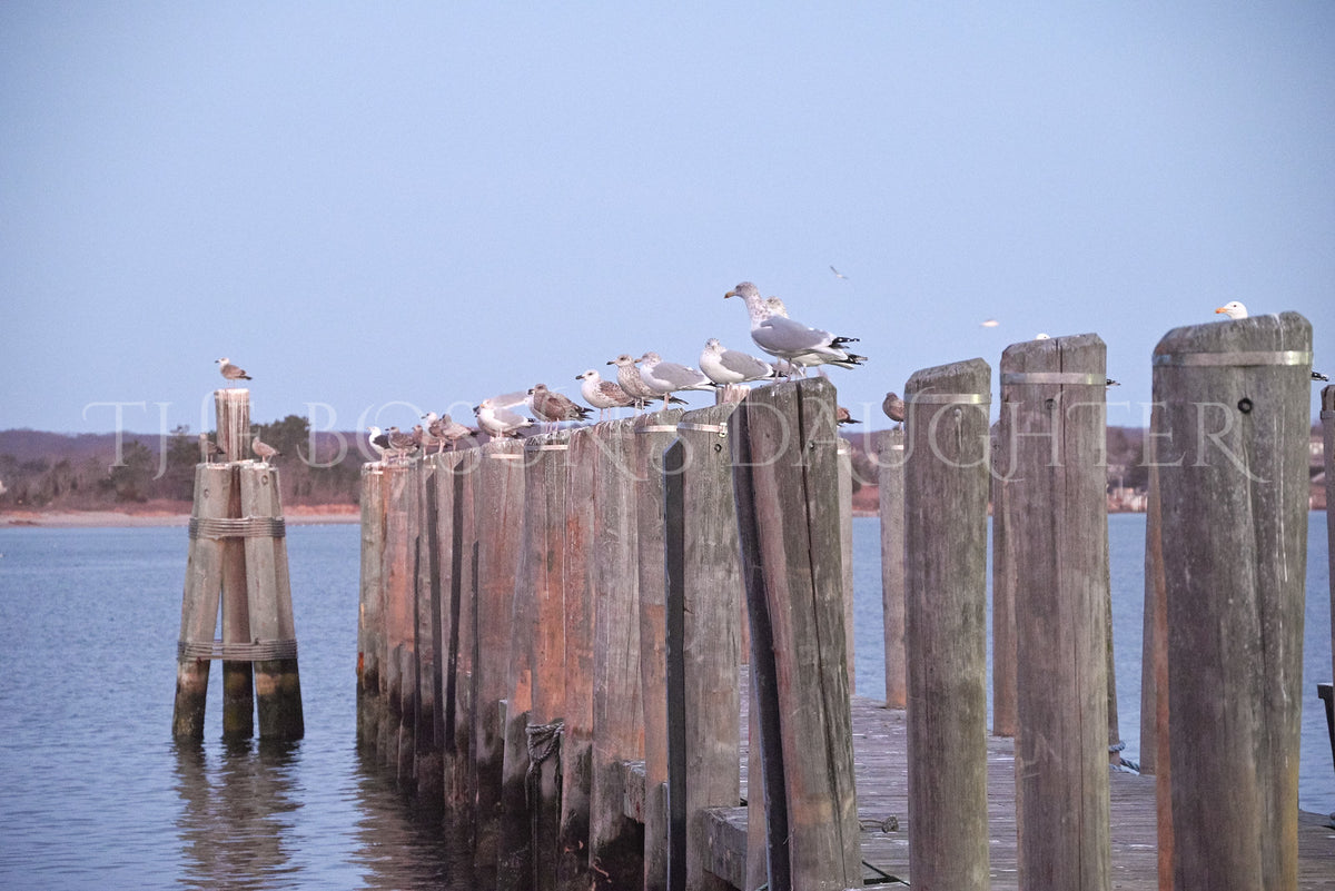 A Study in Seagulls