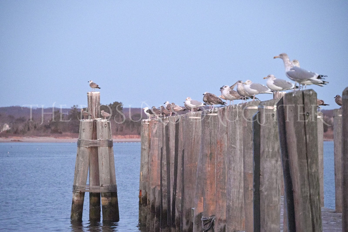 A Study in Seagulls