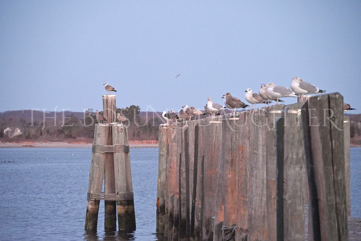 A Study in Seagulls