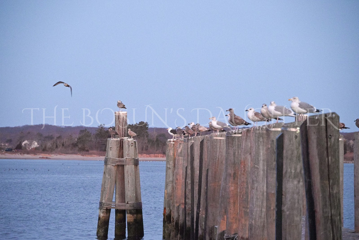A Study in Seagulls