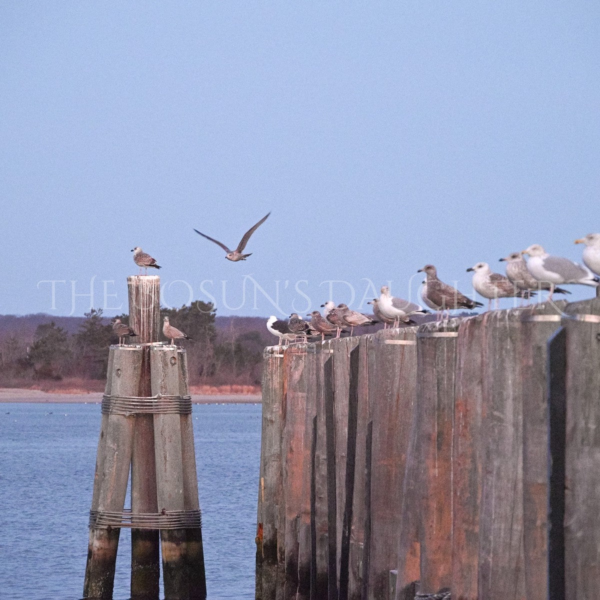 A Study in Seagulls