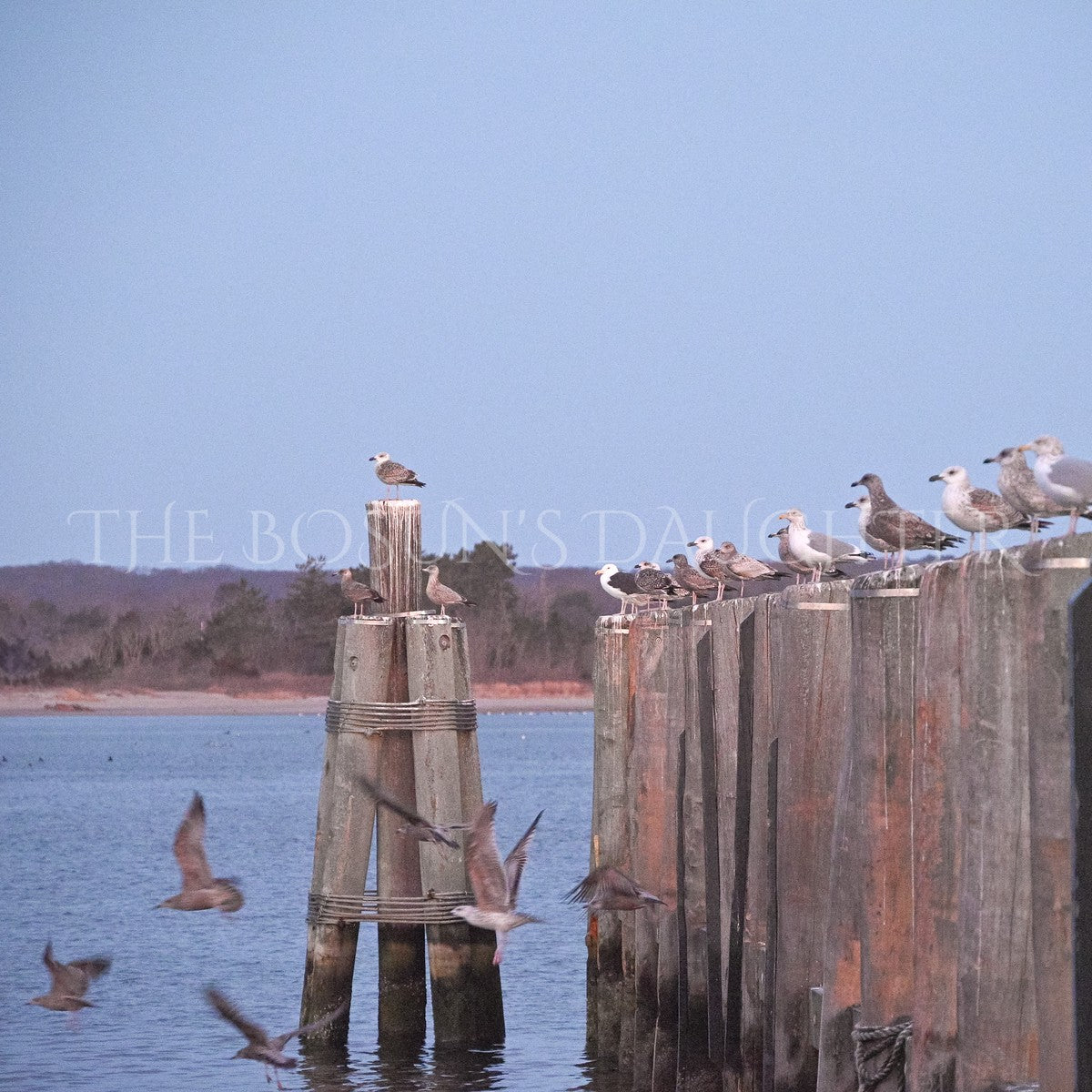 A Study in Seagulls