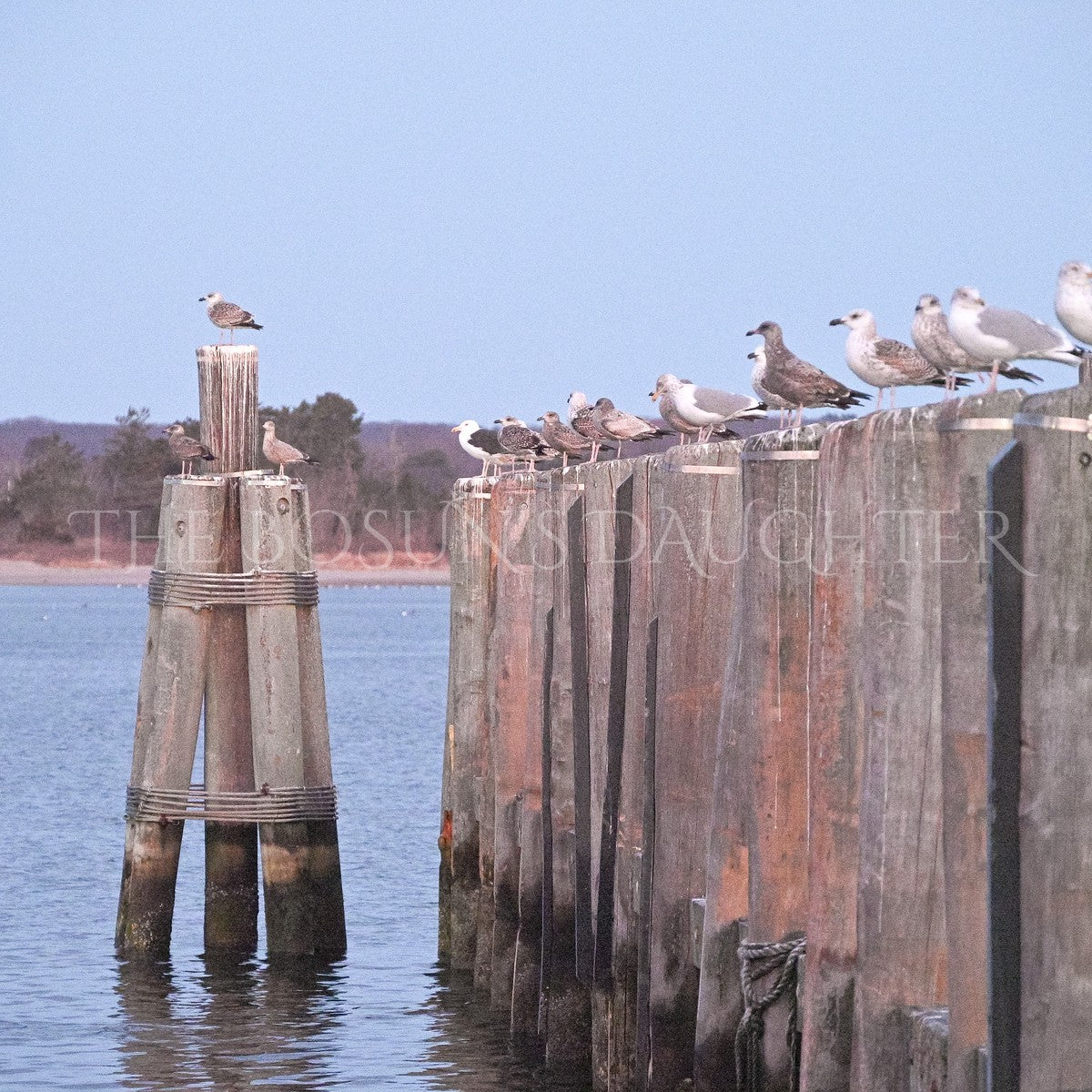 A Study in Seagulls