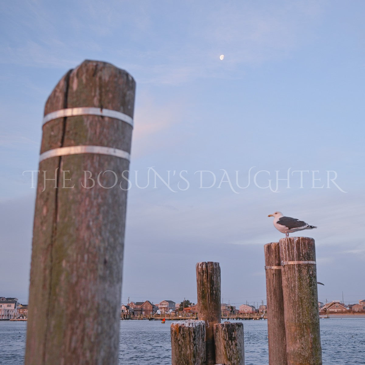 A Study in Seagulls