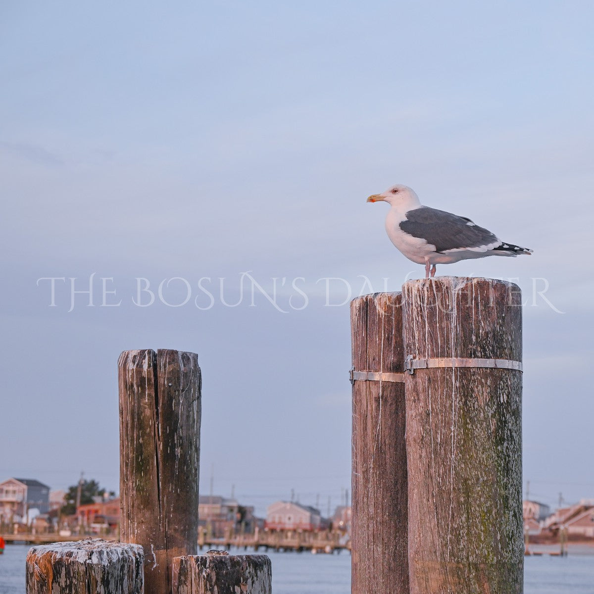 A Study in Seagulls