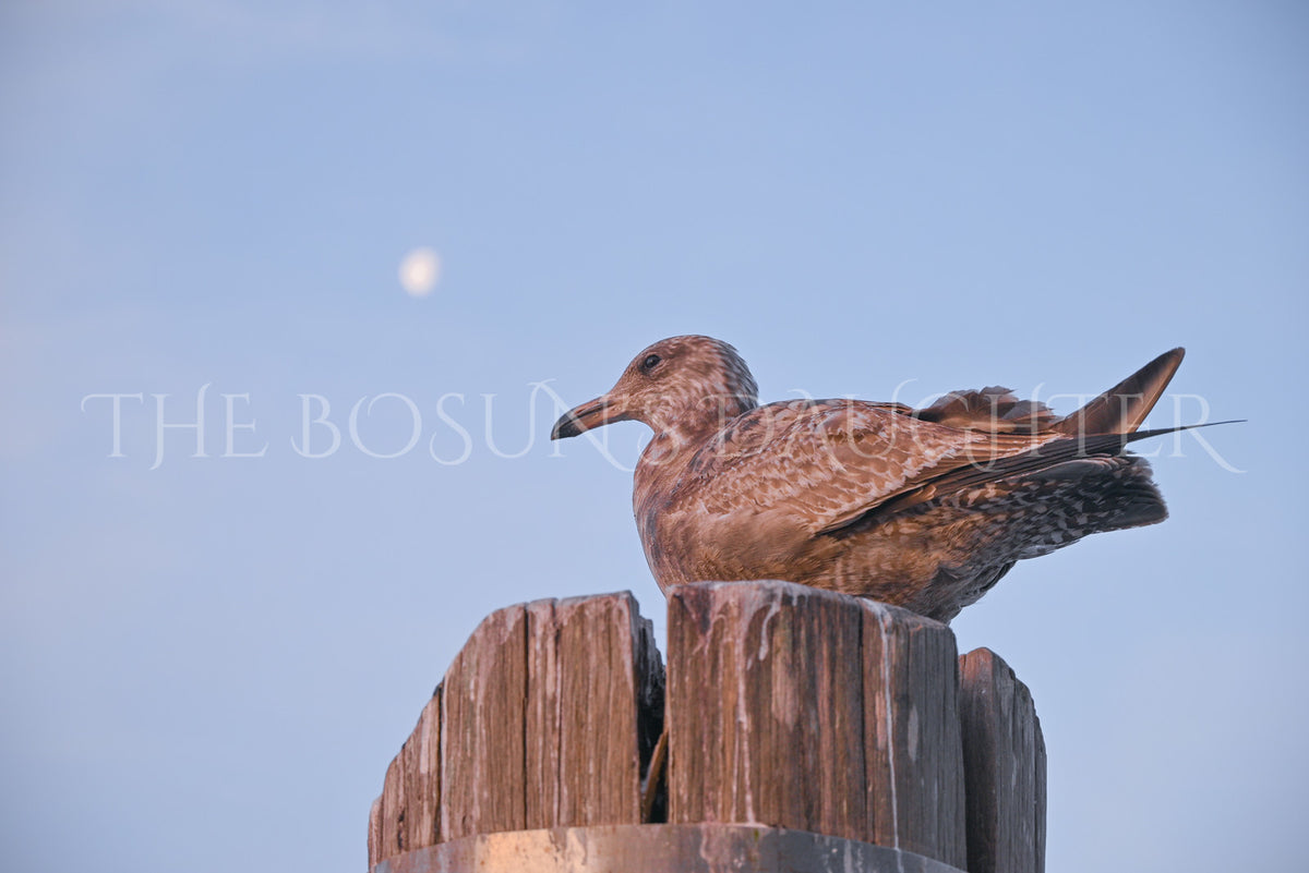 A Study in Seagulls