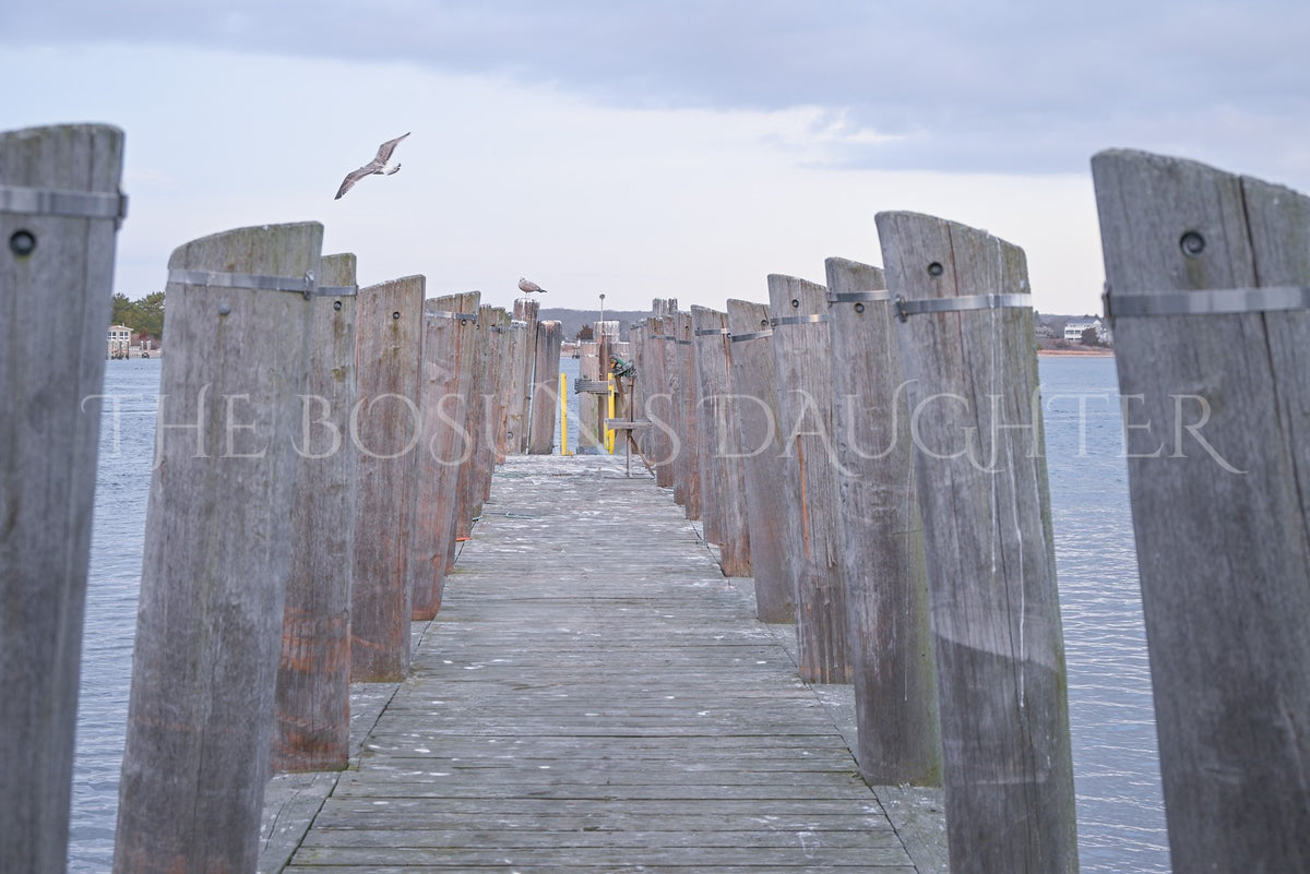 A Study in Seagulls