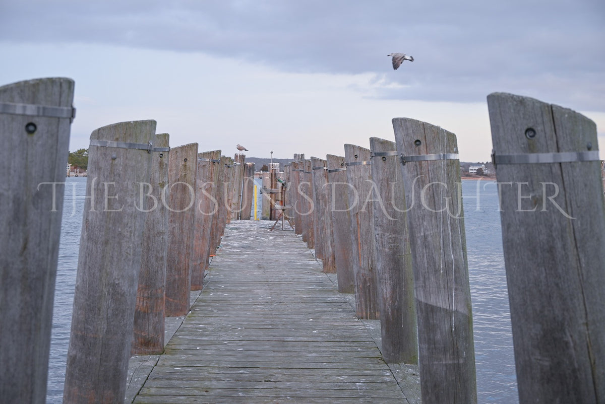 A Study in Seagulls