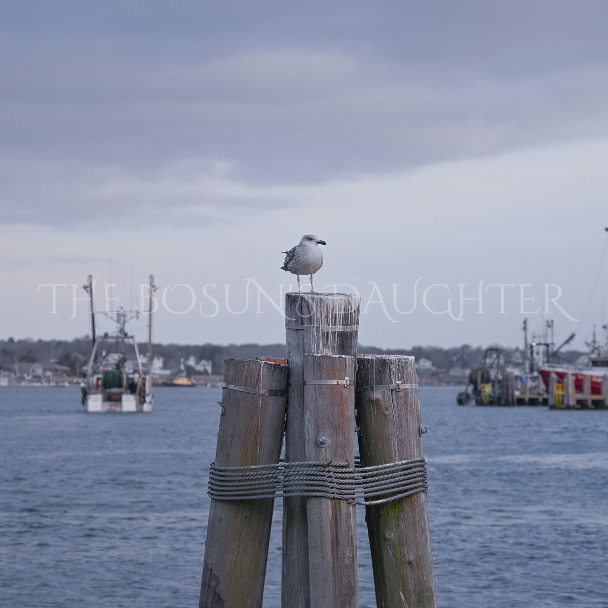 A Study in Seagulls