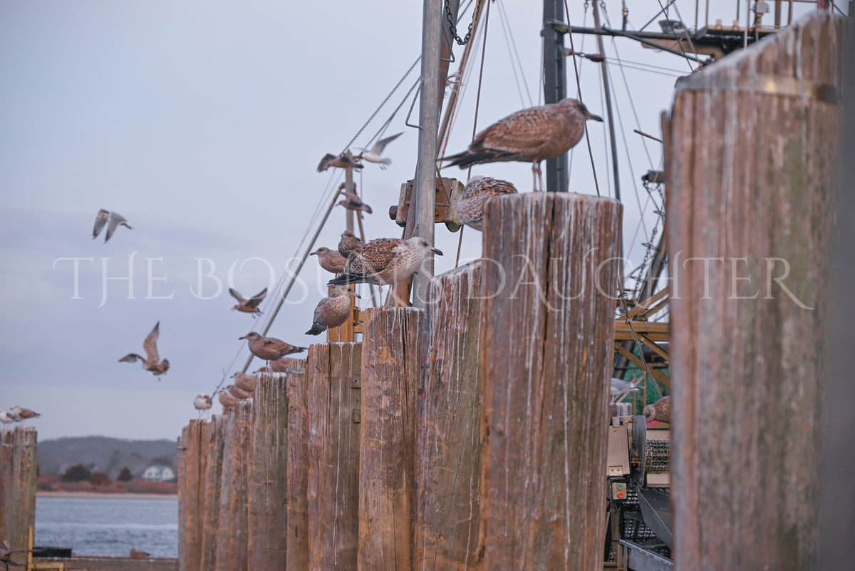 A Study in Seagulls