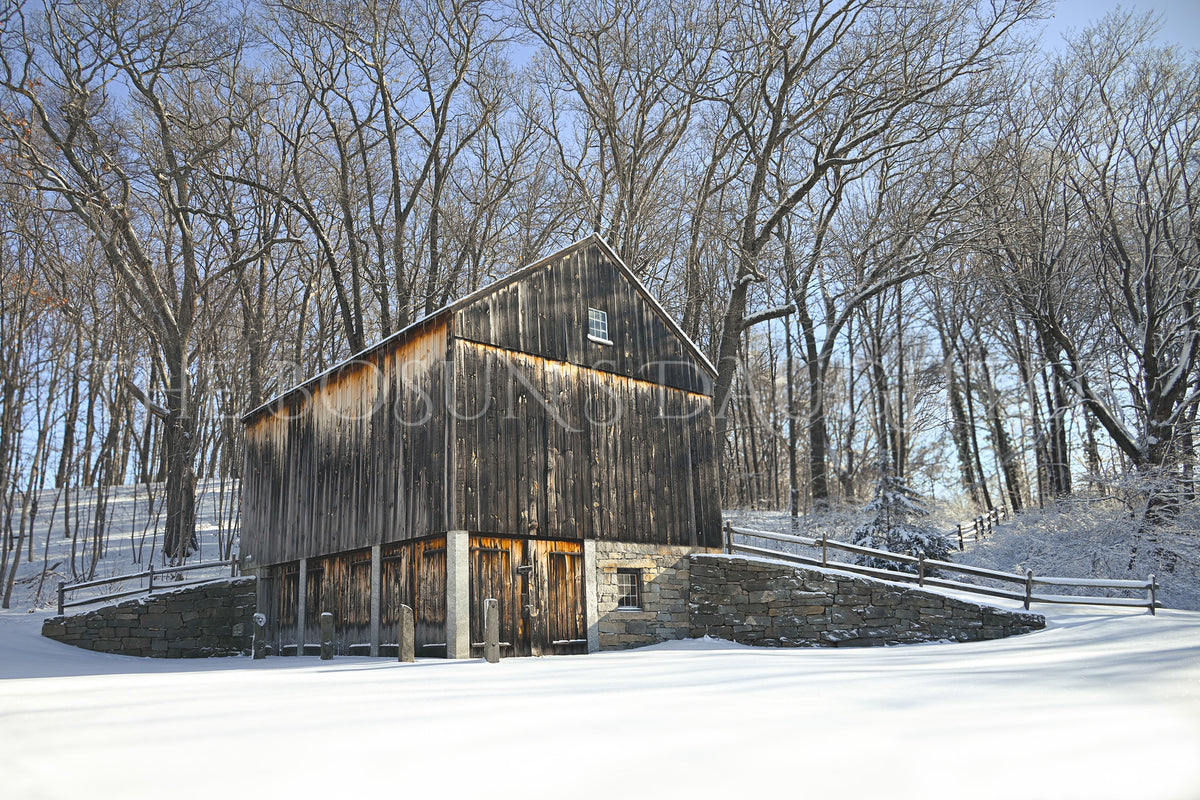 Standing Strong Through Winter