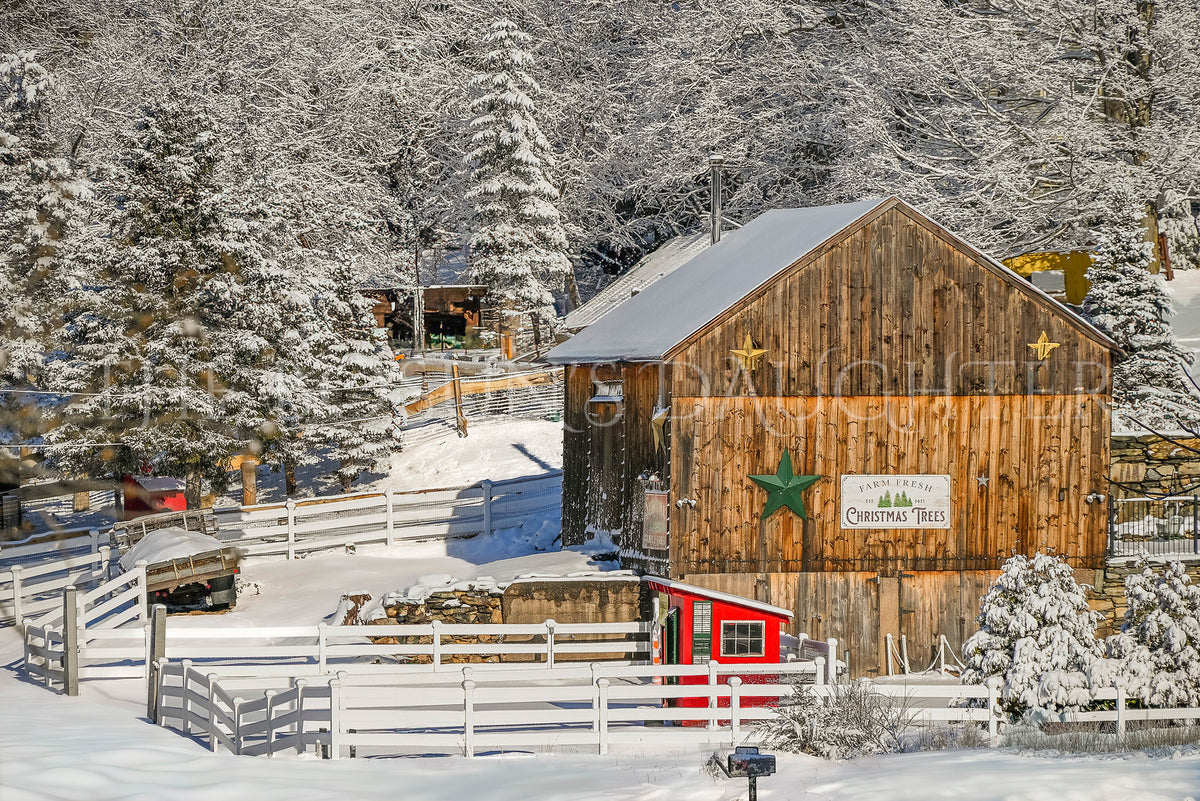 Nostalgic Christmas Tree Farm