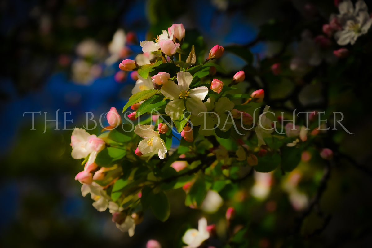 Flowering Cherry Tree Branch