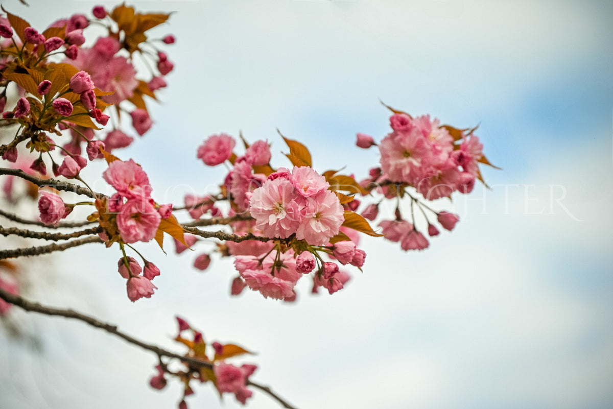 Flowering Cherry Tree Branch