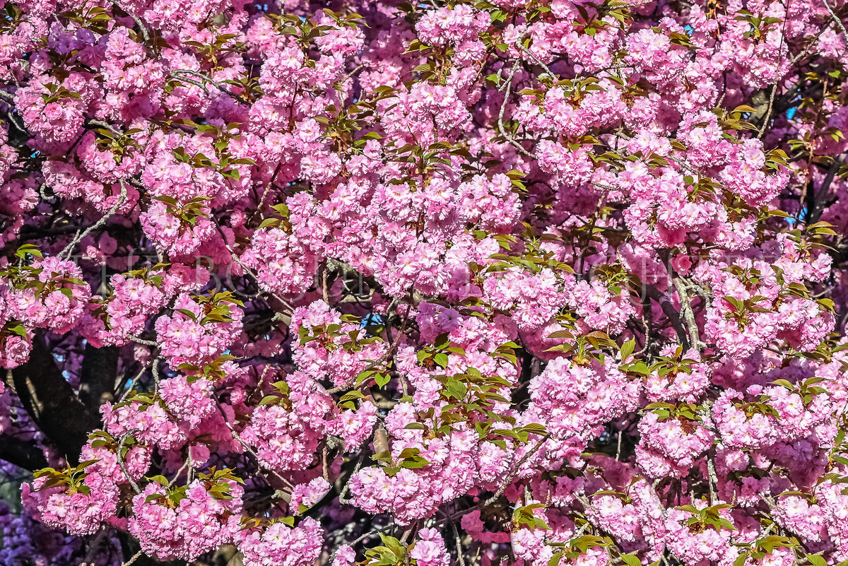 Flowering Cherry Tree Textures