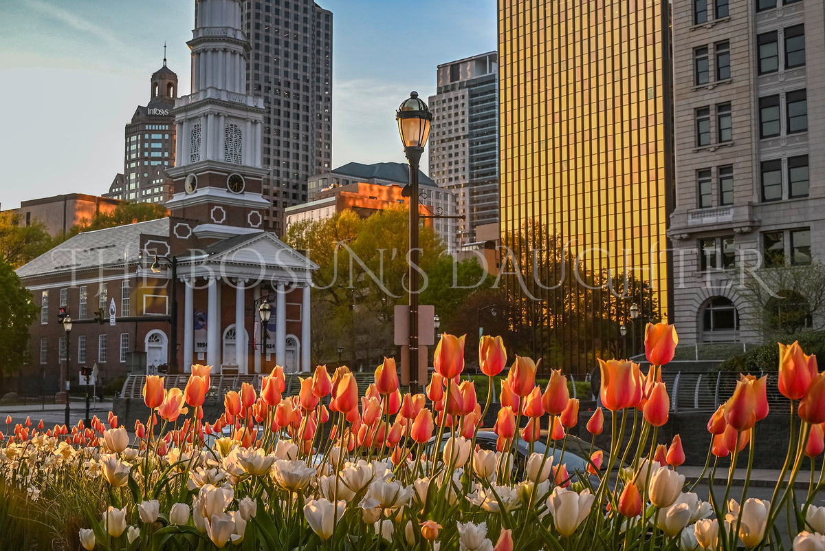 Tulips on Main Street
