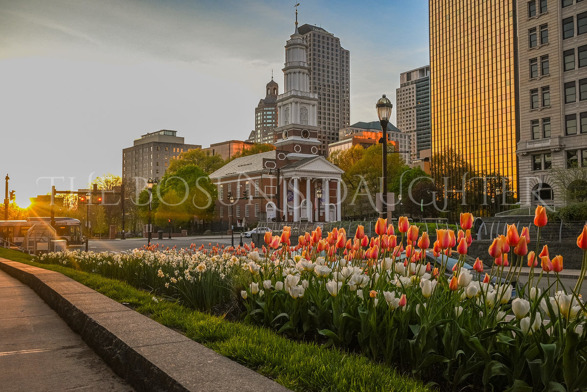 Tulips on Main