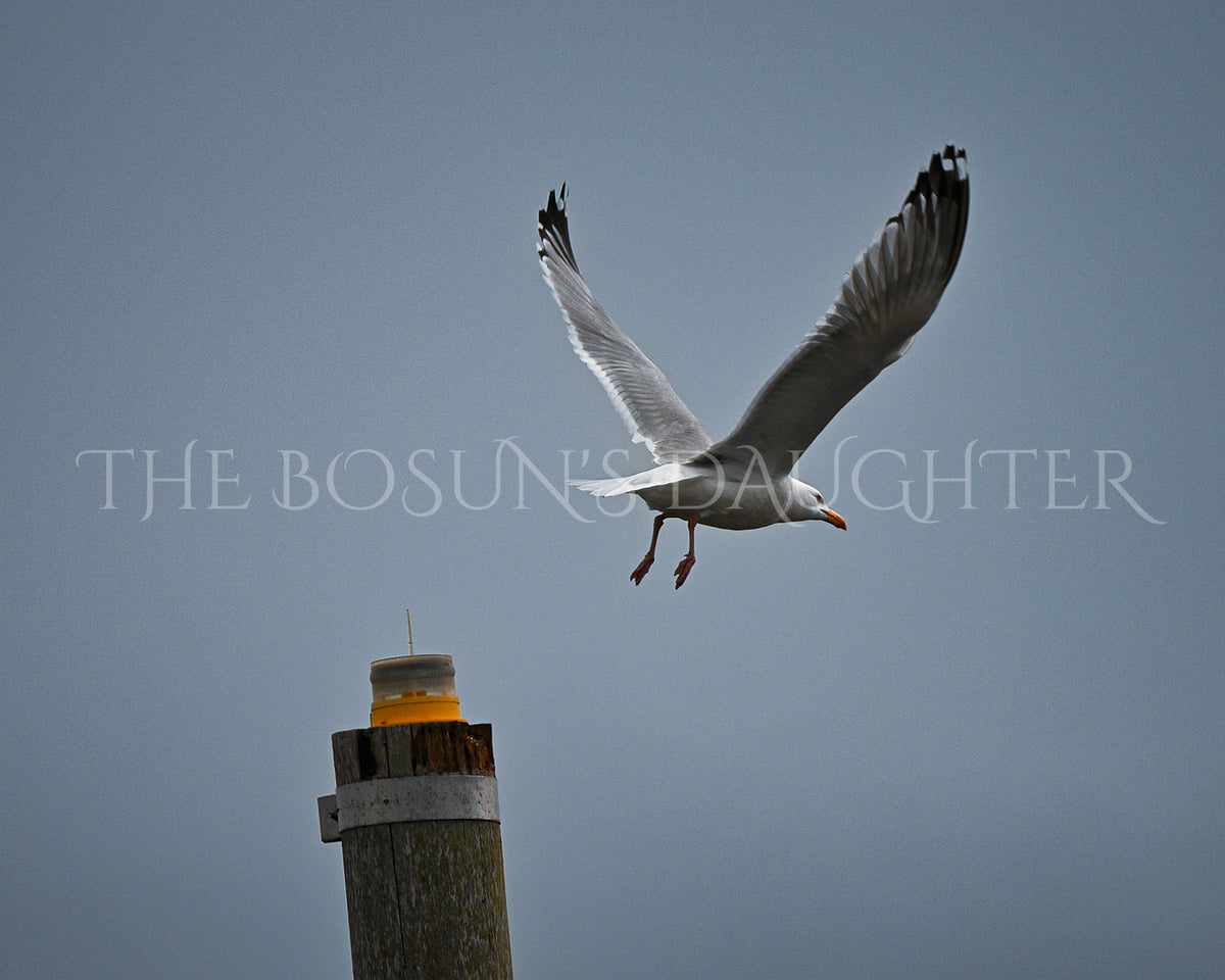A Study in Seagulls