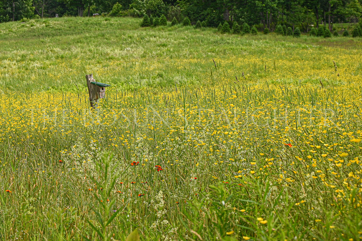 Bird House Buttercups