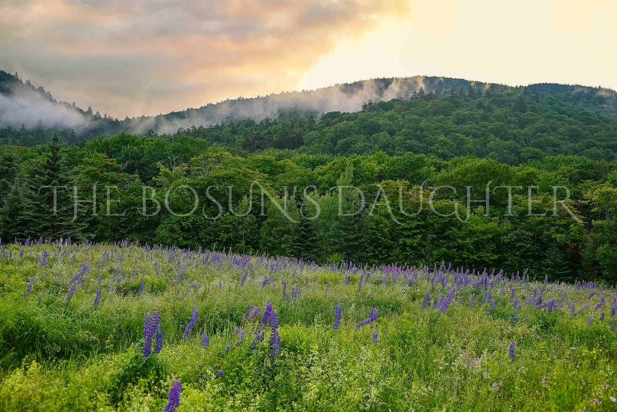 Lupines on the Mountain