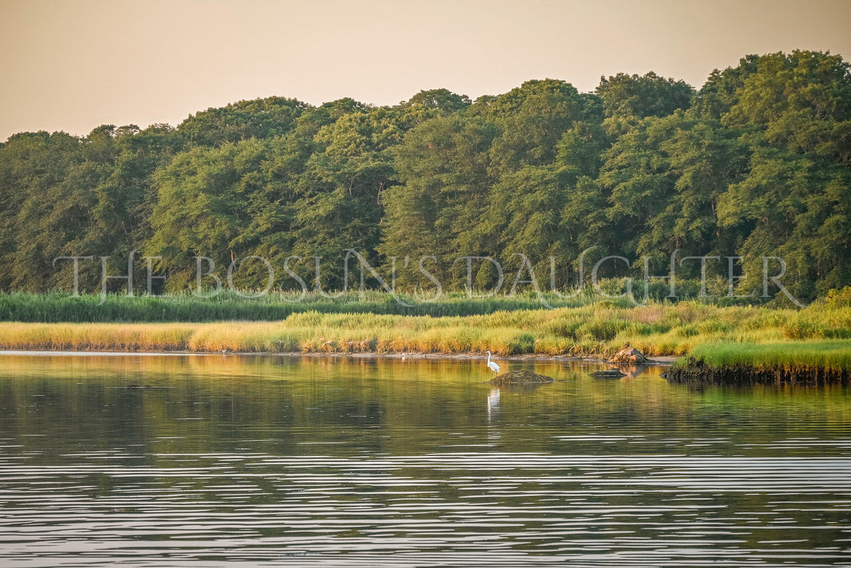 Alone in the Golden Marsh