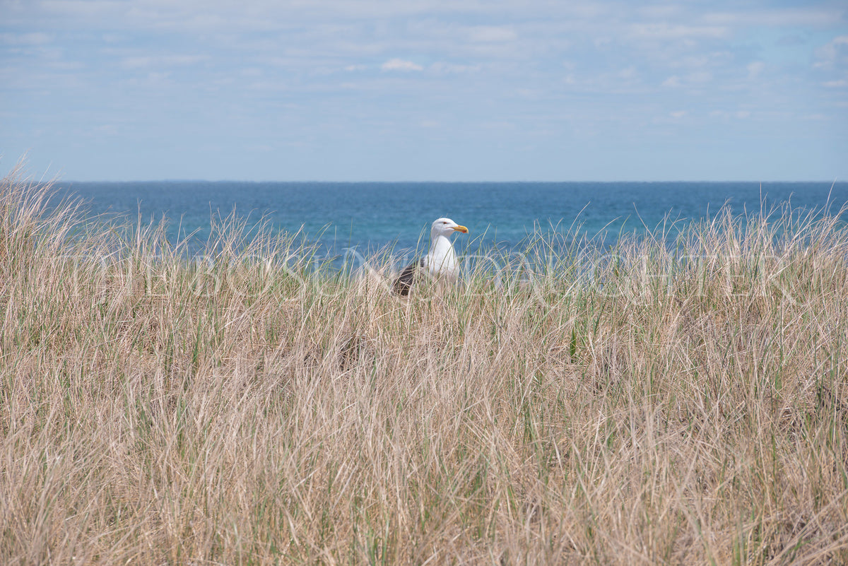 A Study in Seagulls