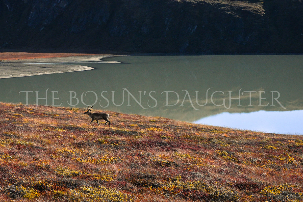 Kangerlussuaq and the Greenland Ice Sheet — Point 660