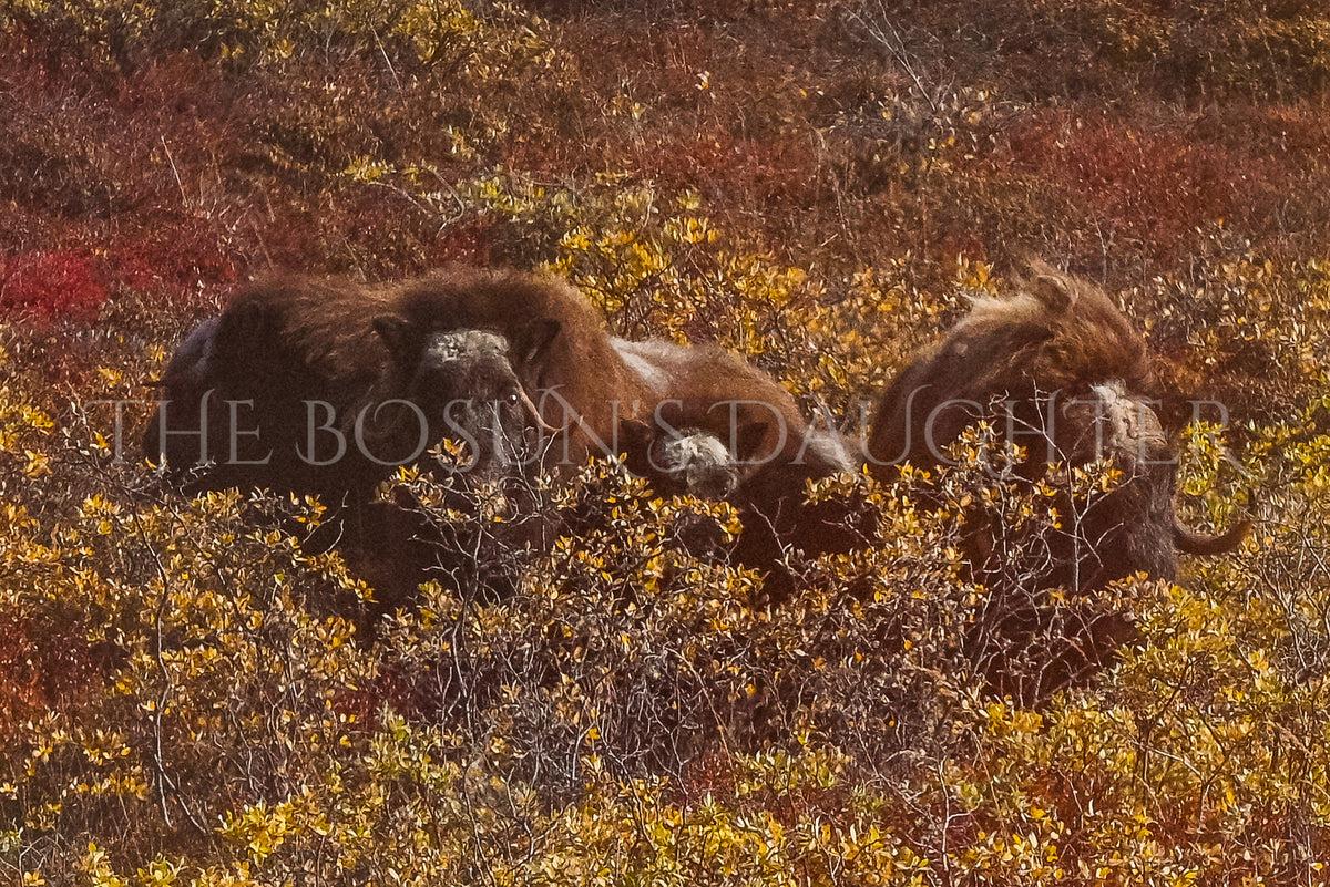 Kangerlussuaq and the Greenland Ice Sheet — Point 660
