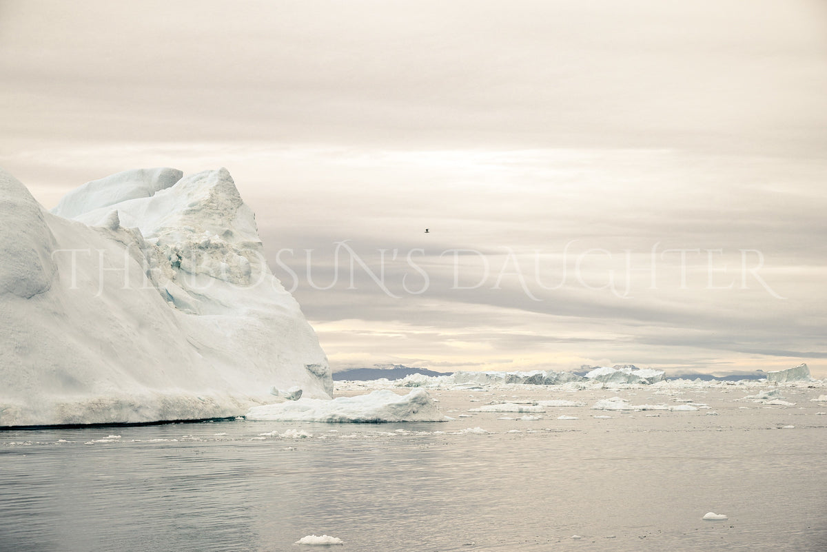 Icebergs of Disko Bay