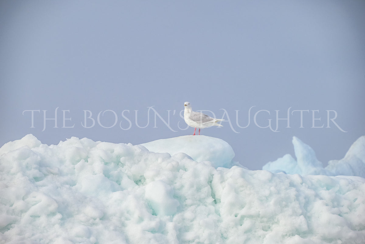 Icebergs of Disko Bay