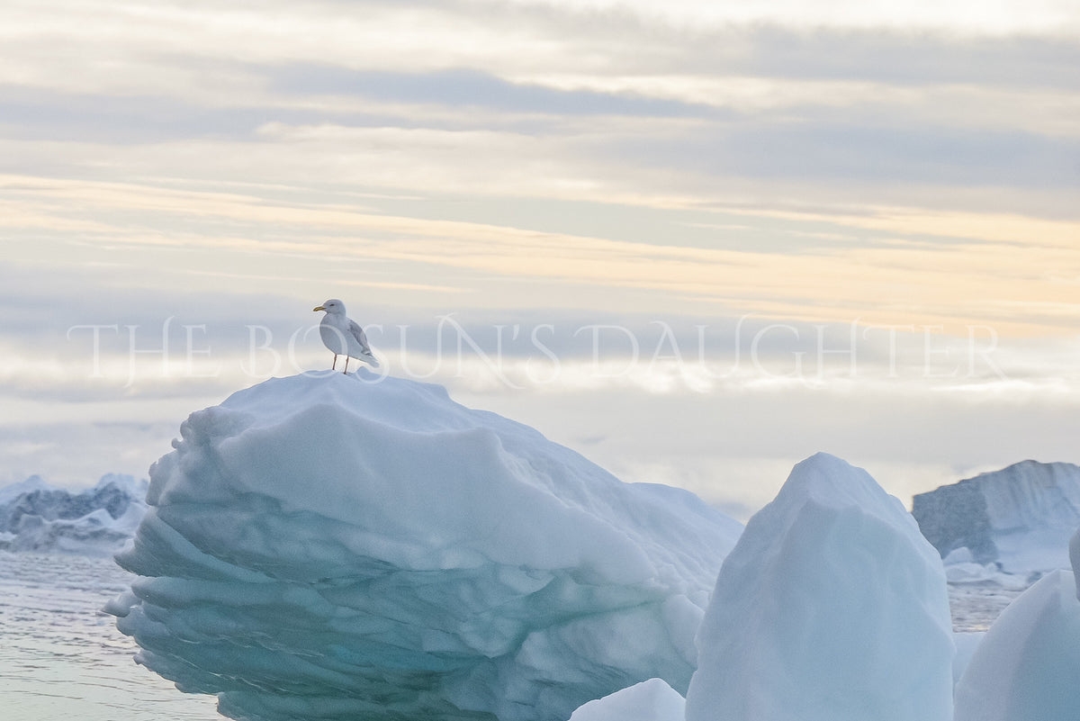 Icebergs of Disko Bay