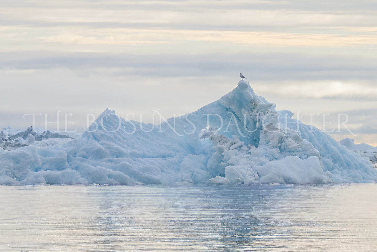 Icebergs of Disko Bay