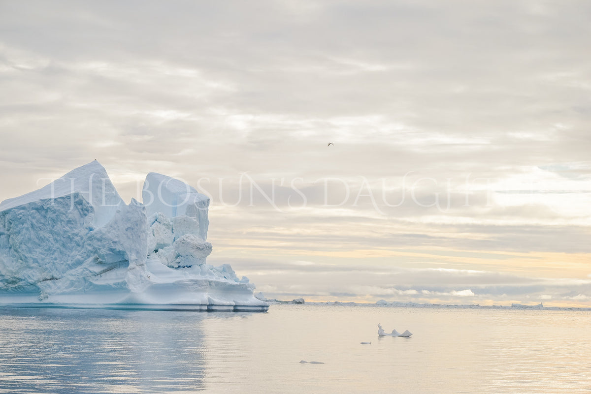 Icebergs of Disko Bay