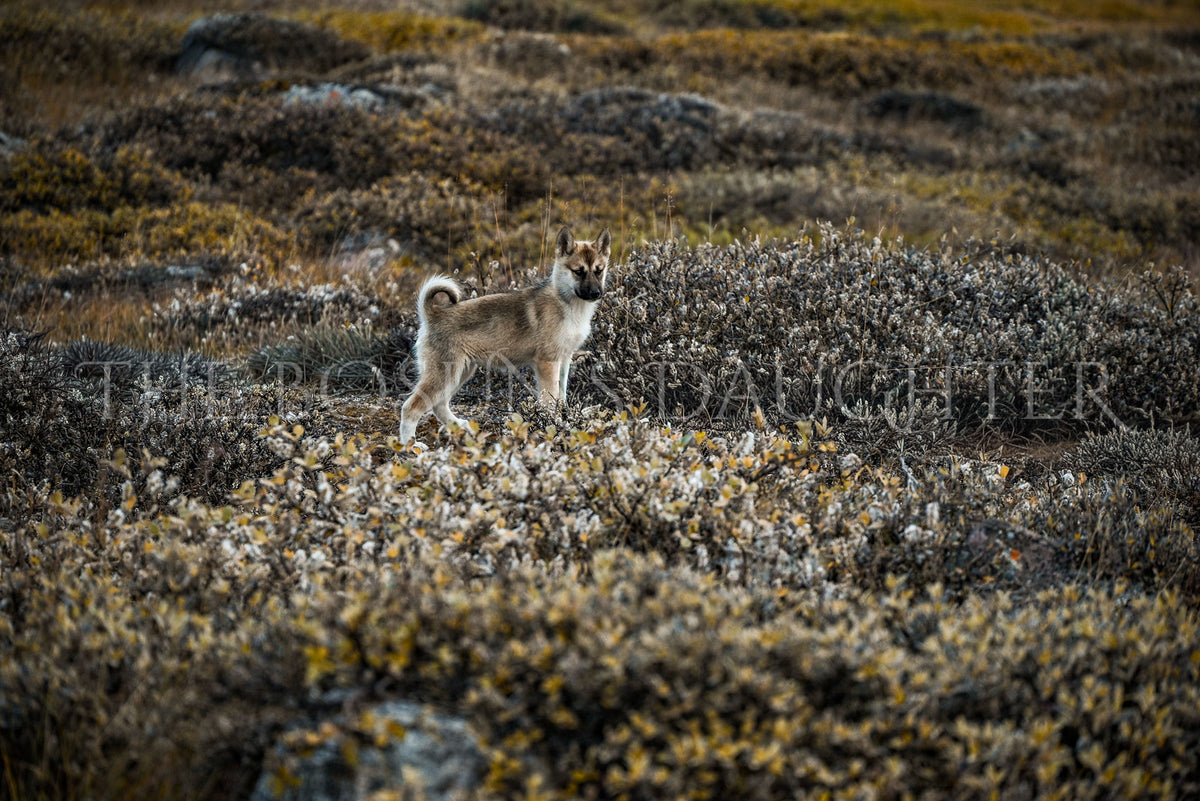 Where the Arctic Meets the Sea