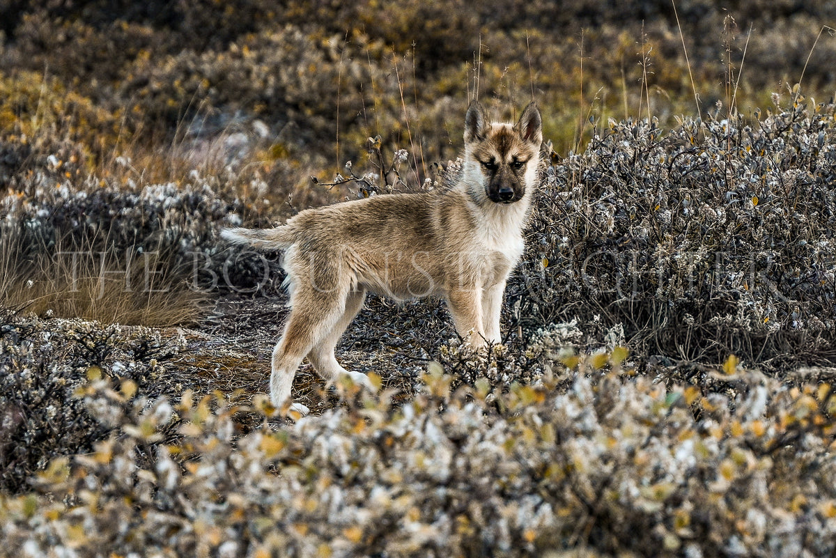 Where Life Meets the Arctic Coast