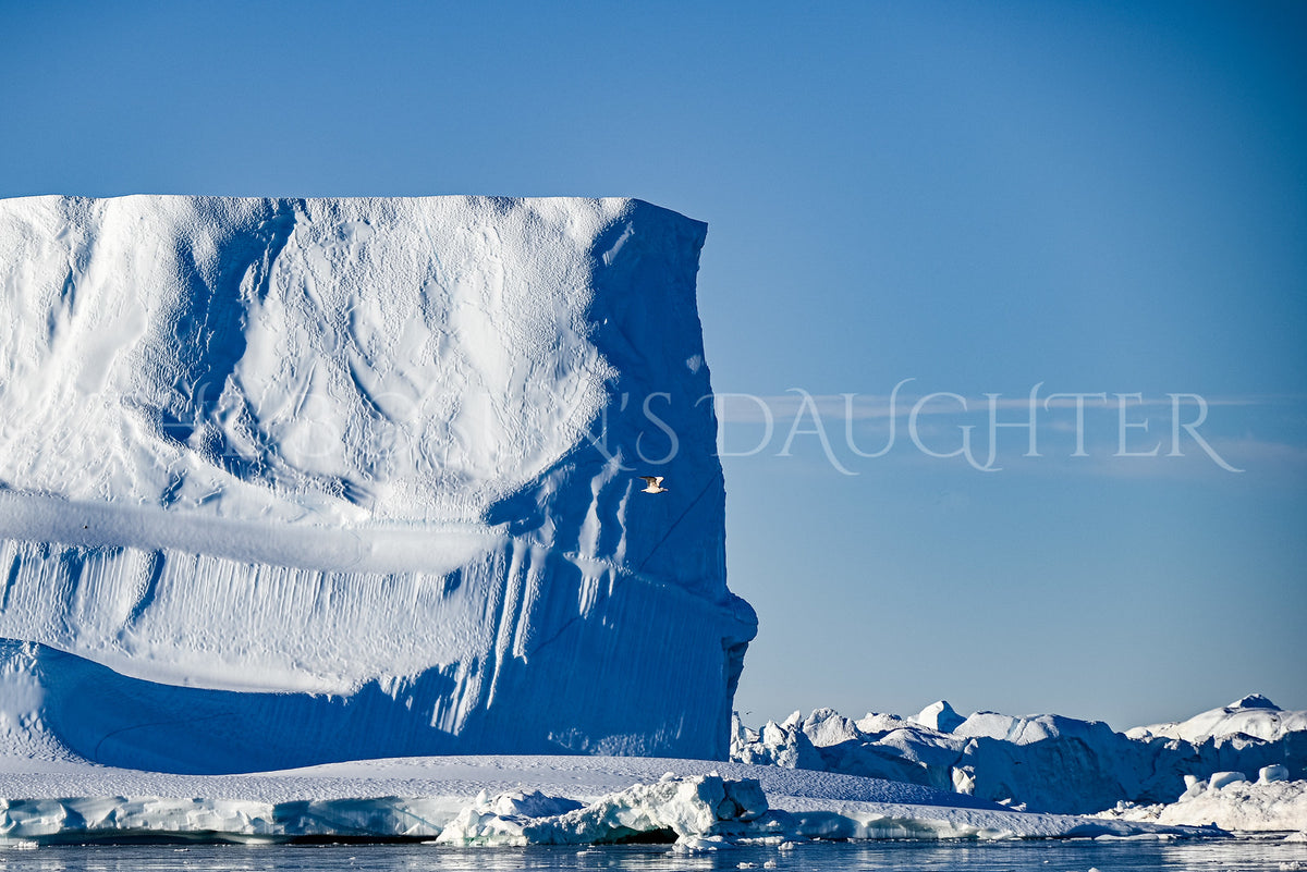 Icebergs of Disko Bay